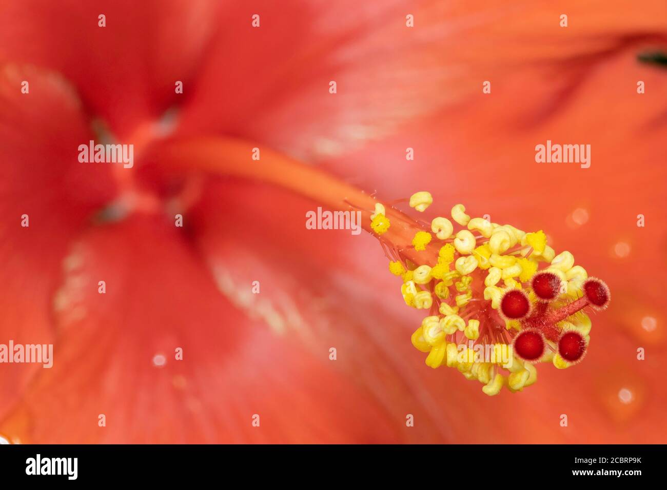 A closeup of a hibiscus flower in bloom. Stock Photo