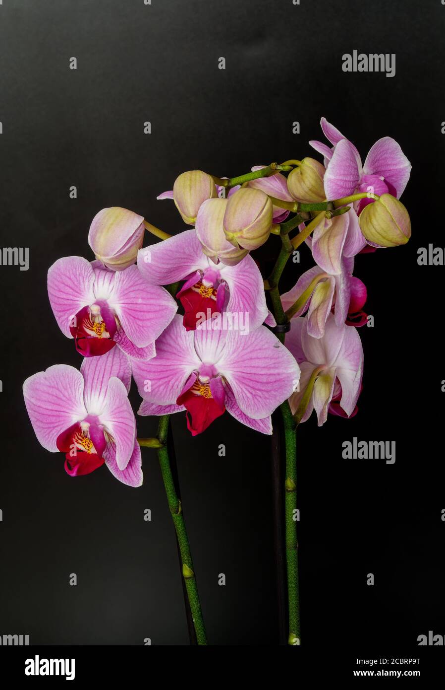 Phalaenopsis orchid on a black background photographed close up, in full bloom flowers and buds Stock Photo