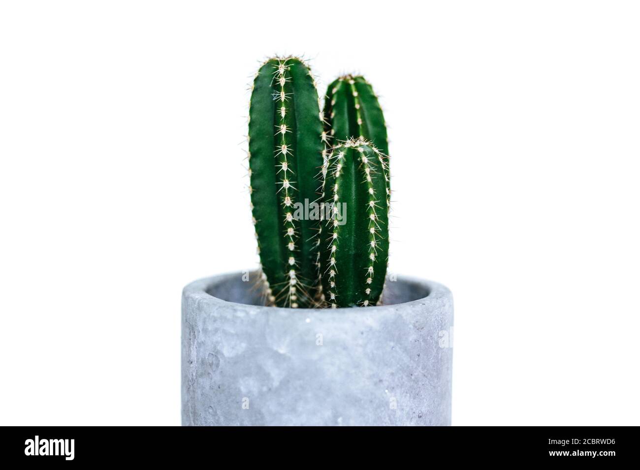 Small Tree cactus plant in a grey concrete flowerpot isolated on white background Stock Photo