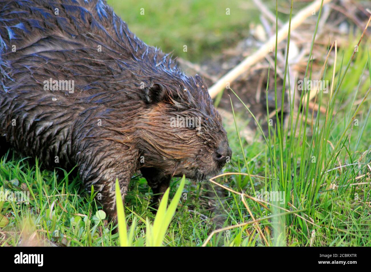 a beaver, Castor canadensis Stock Photo Alamy