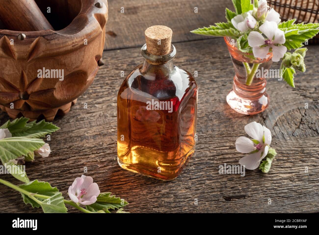 A transparent bottle of marshmallow root tincture with fresh Althaea
