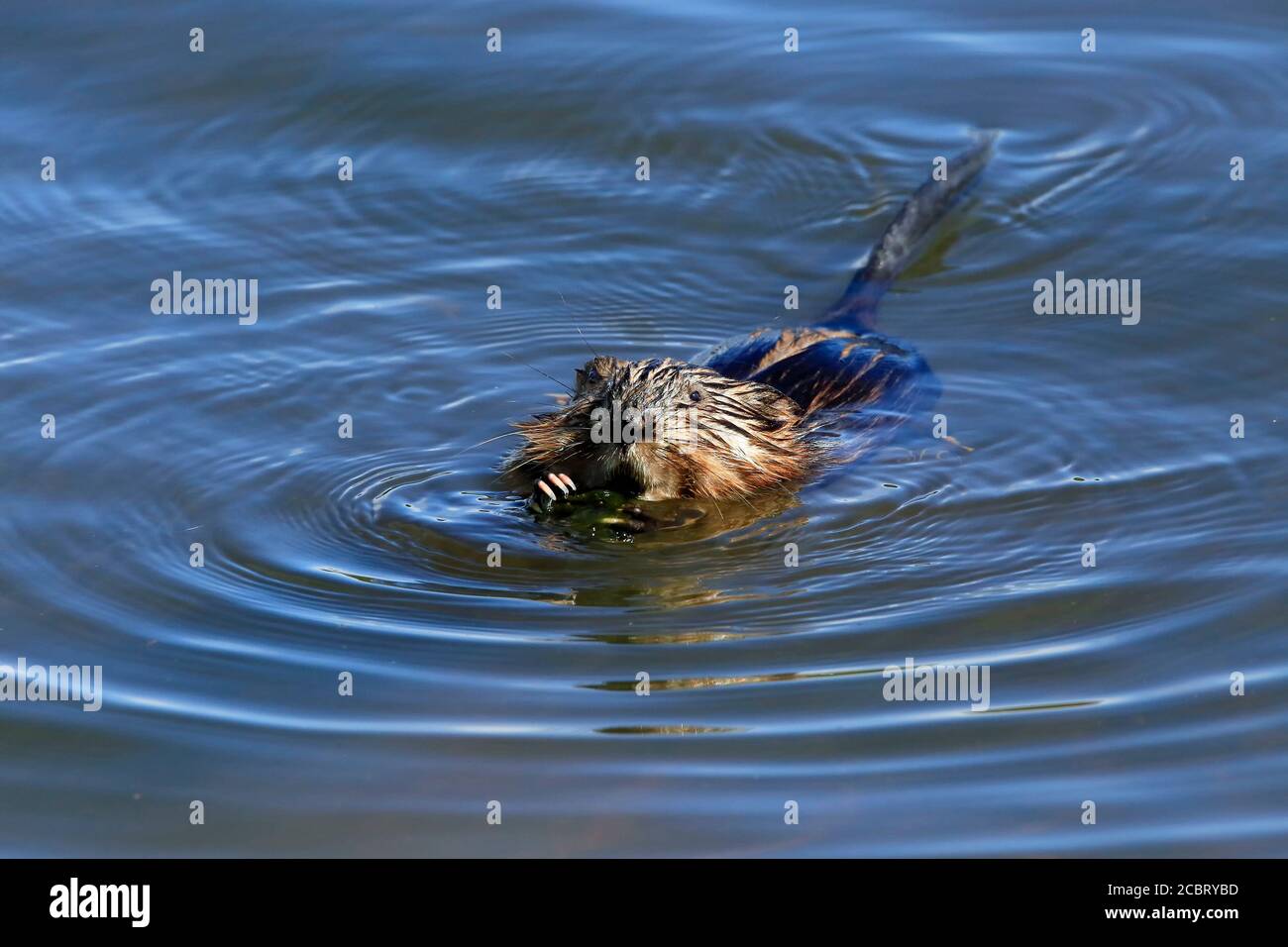 A muskrat in a pond eating a plant Stock Photo