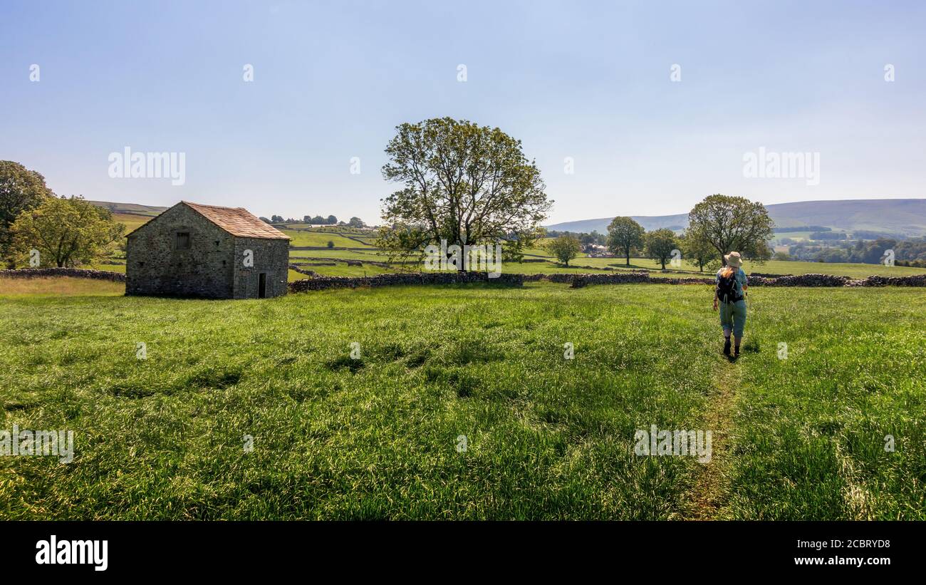 UK landscape: Female walker walking through a green field of grass past an old stone barn on the Grassington Woods Walk on a hot summer's day, Yorkshi Stock Photo