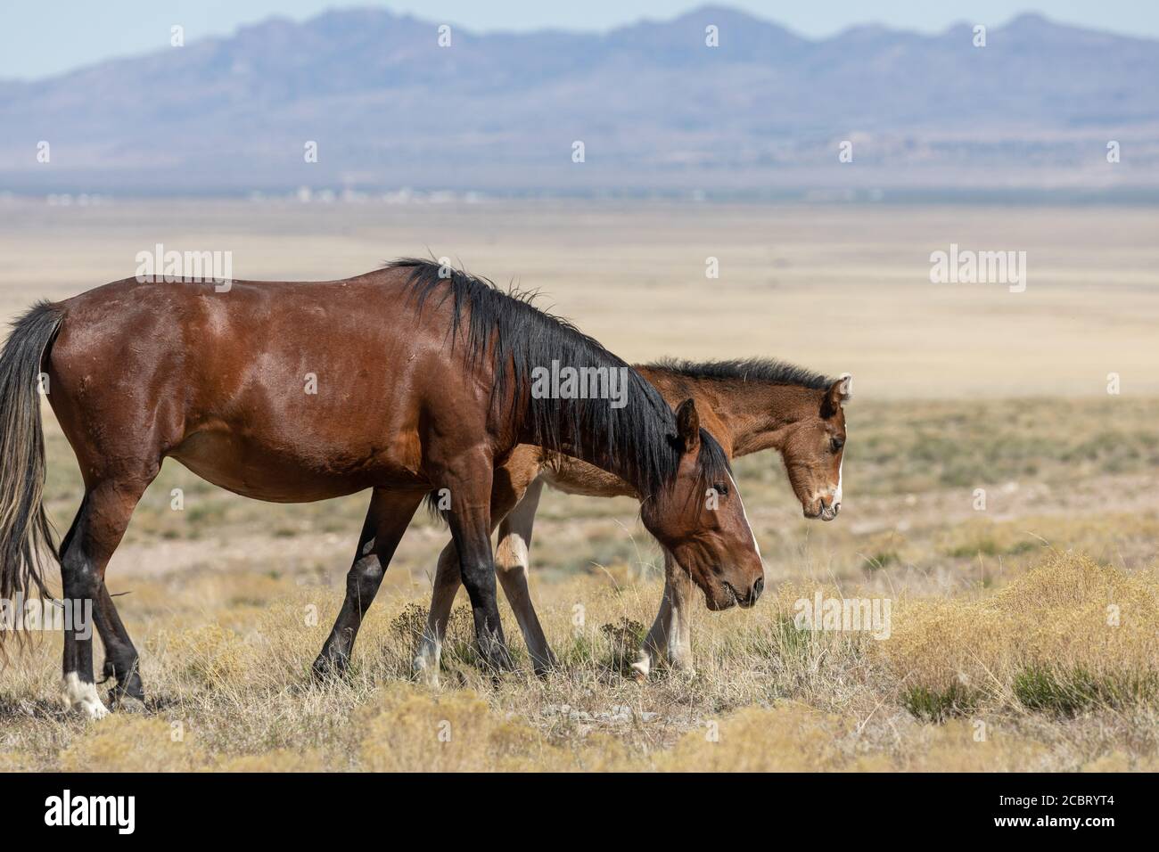 Wild Horse Mare and Foal Stock Photo - Alamy