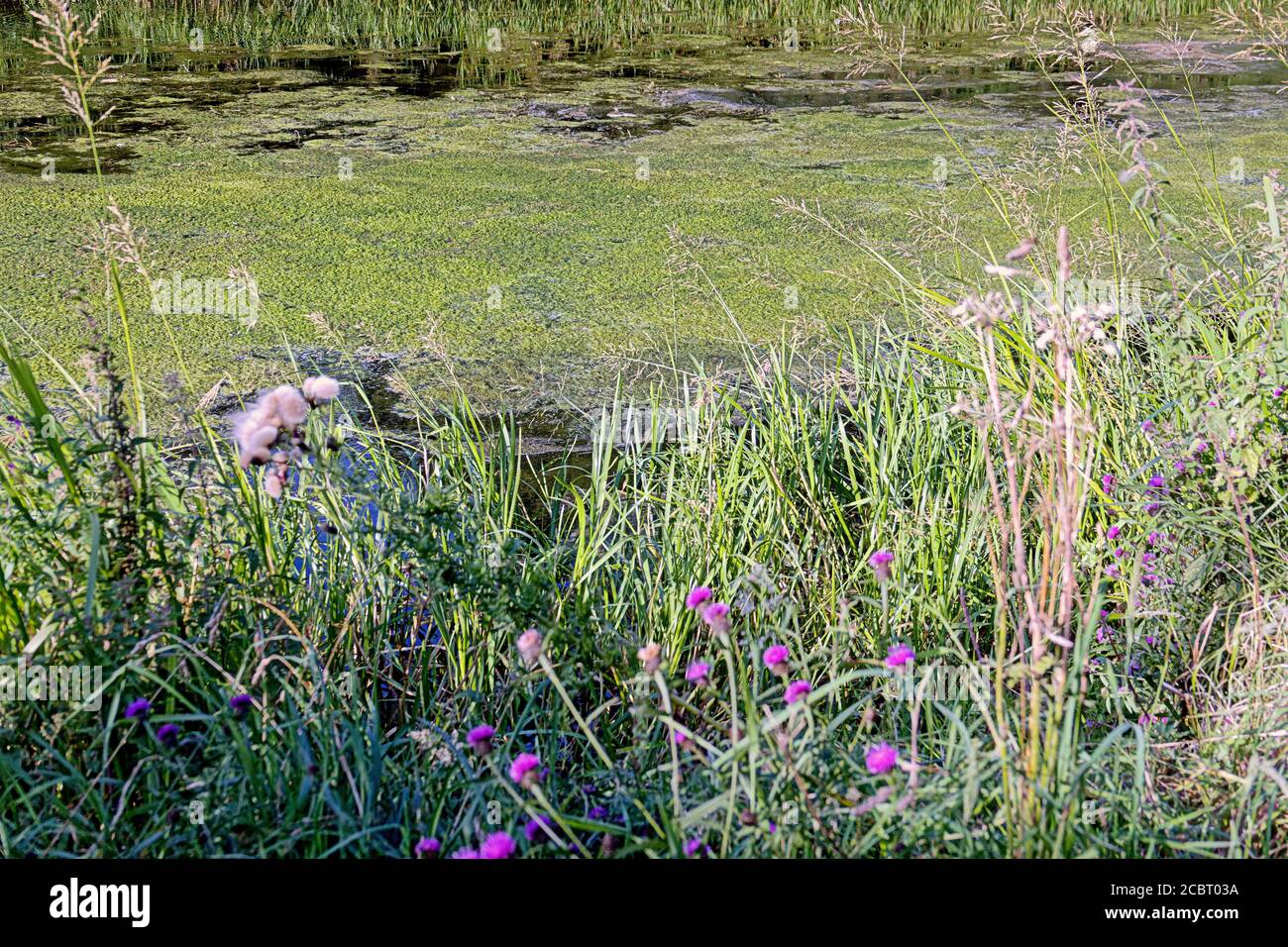 Glasgow, Scotland, UK  15th August, 2020: Poisonous blue-green algae n the forth and clyde canal made worse by the hot weather. Credit: Gerard Ferry/Alamy Live News Stock Photo