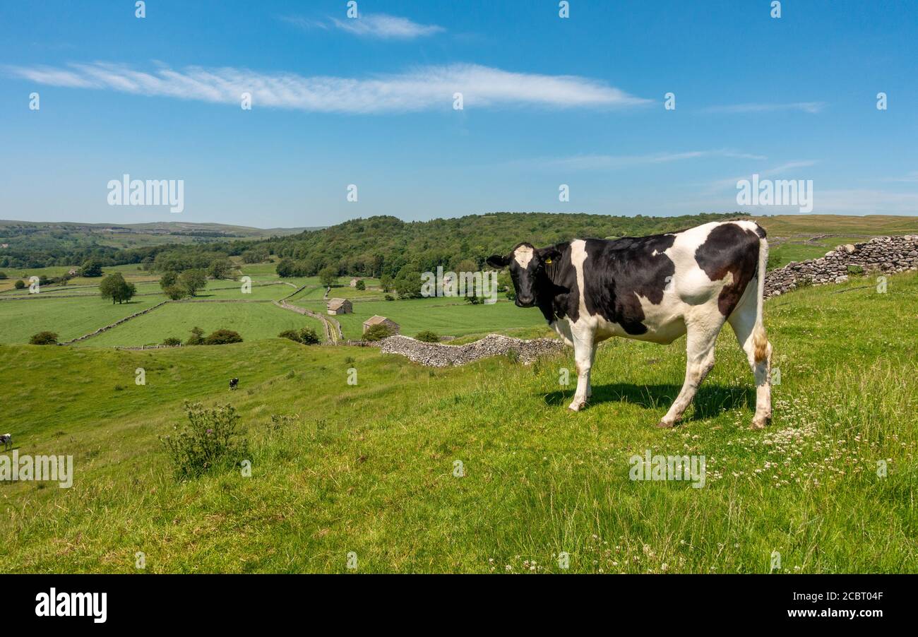 UK landscape: Looking back at Grassington Woods from a limestone walled track with lots of old stone barns in farming pastures on a hot summer's day w Stock Photo