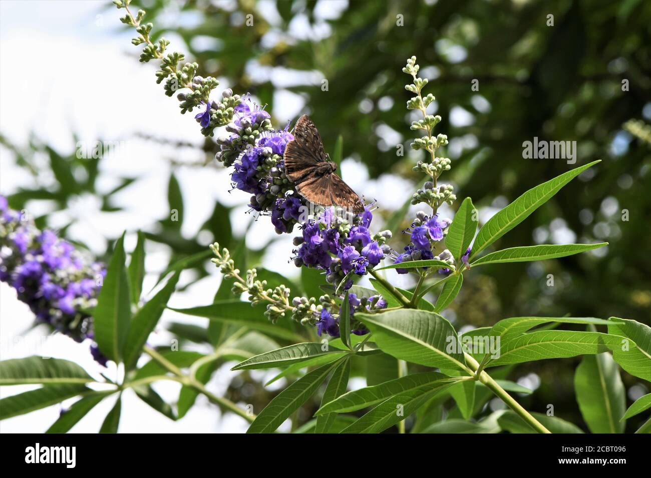 A brown butterfly spreading it's wings on a wisteria bush. Stock Photo