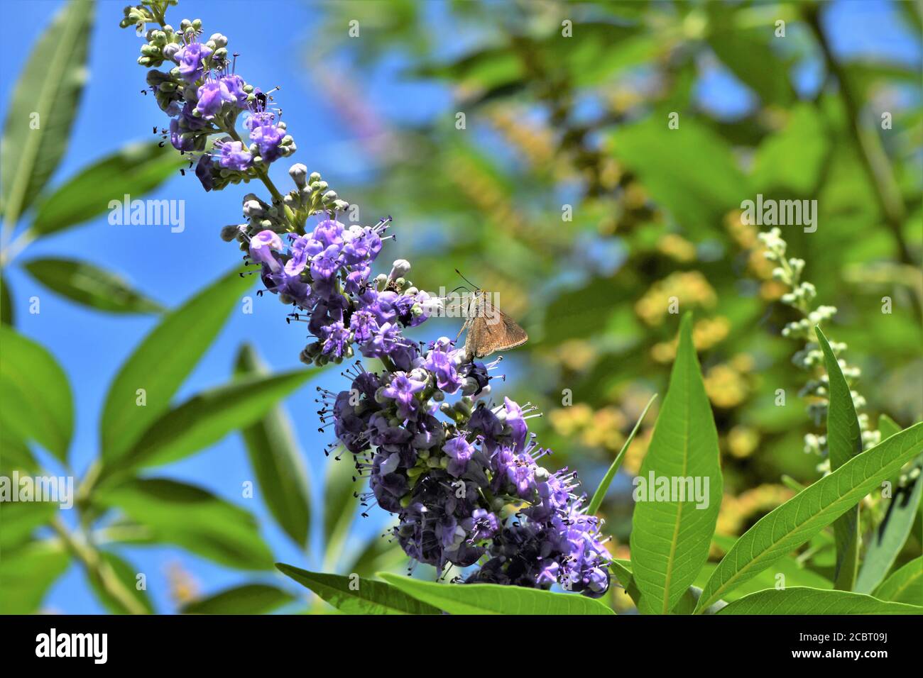 A small brown butterfly on a wisteria bush. Stock Photo