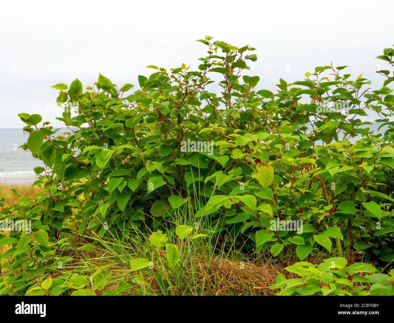 Japanese Knotweed Reynoutria japonica, a species of herbaceous perennial plant here growing on a cliff top in North Yorkshire, It is very invasive and Stock Photo