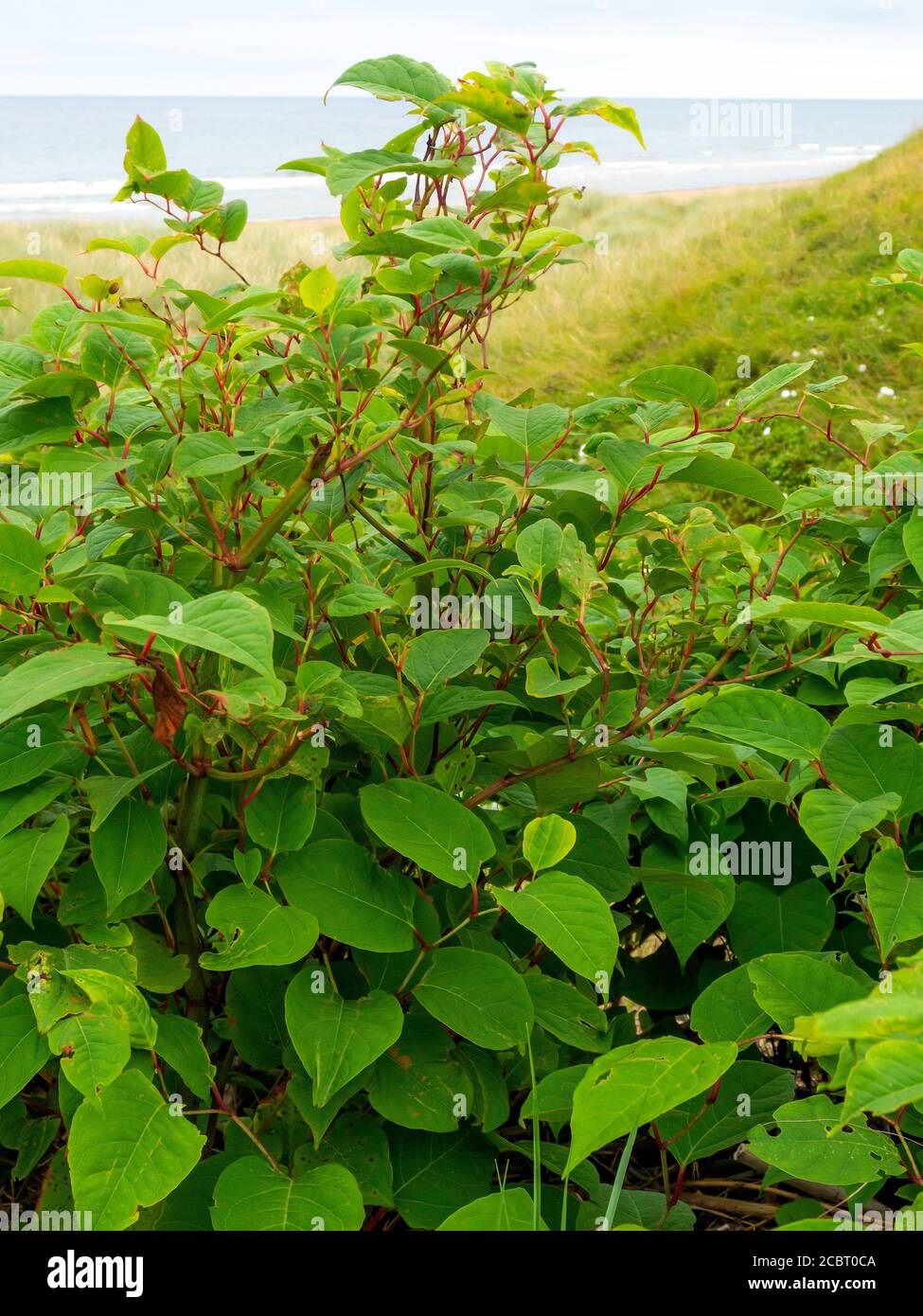 Japanese Knotweed Reynoutria japonica, a species of herbaceous perennial plant here growing on a cliff top in North Yorkshire, It is very invasive and Stock Photo