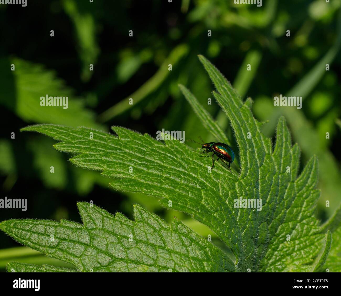 The colorful leaf beetle wanders around a green leaf of young wild plants of cannabis. View from above Stock Photo