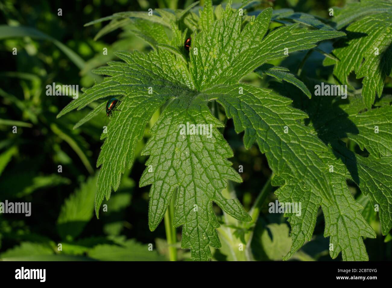 Young wild marijuana plants, illuminated by sunlight. View from above Stock Photo
