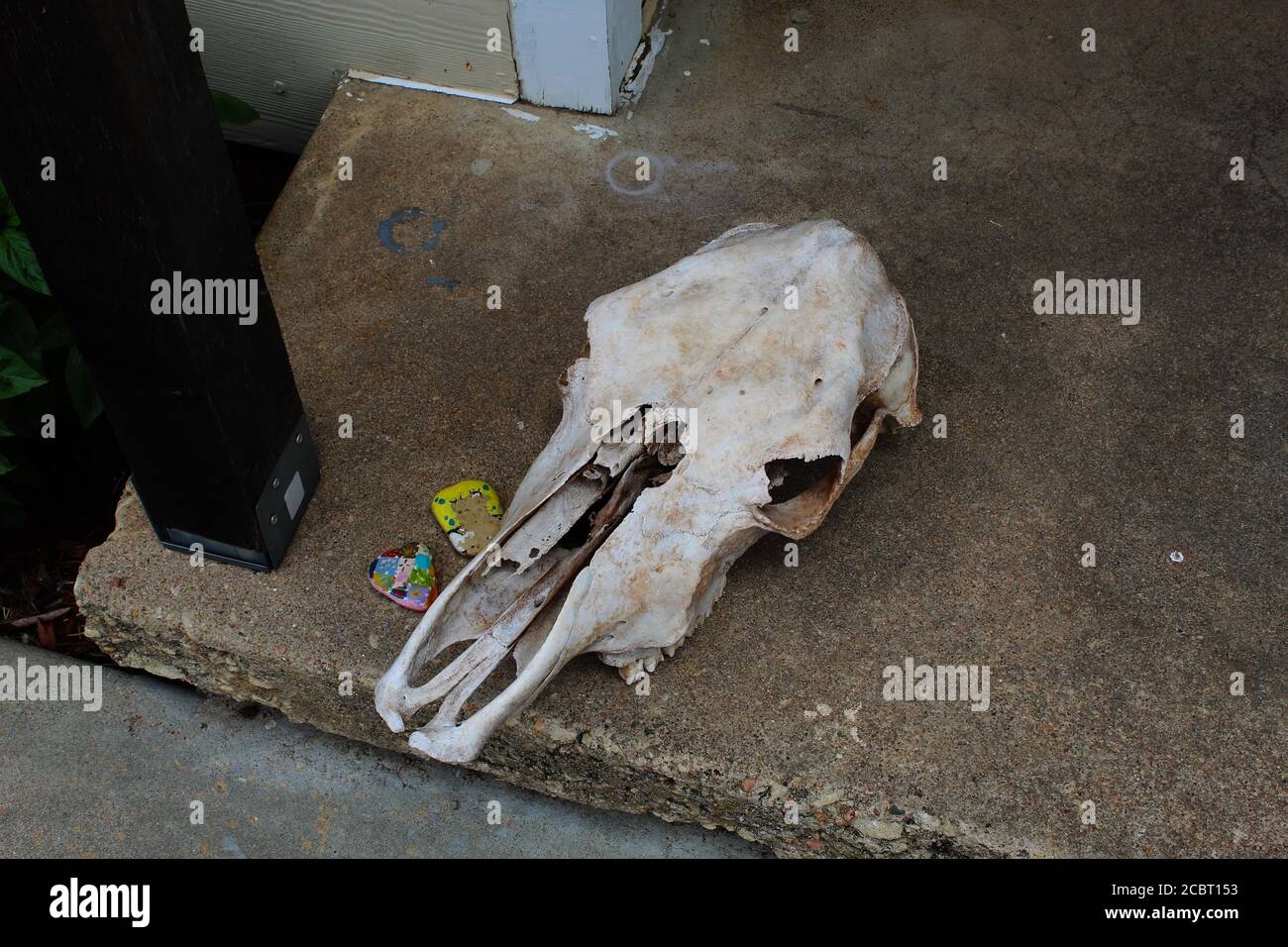 Cow Skull on Porch Outside Kansas Home with Painted Rocks Stock Photo
