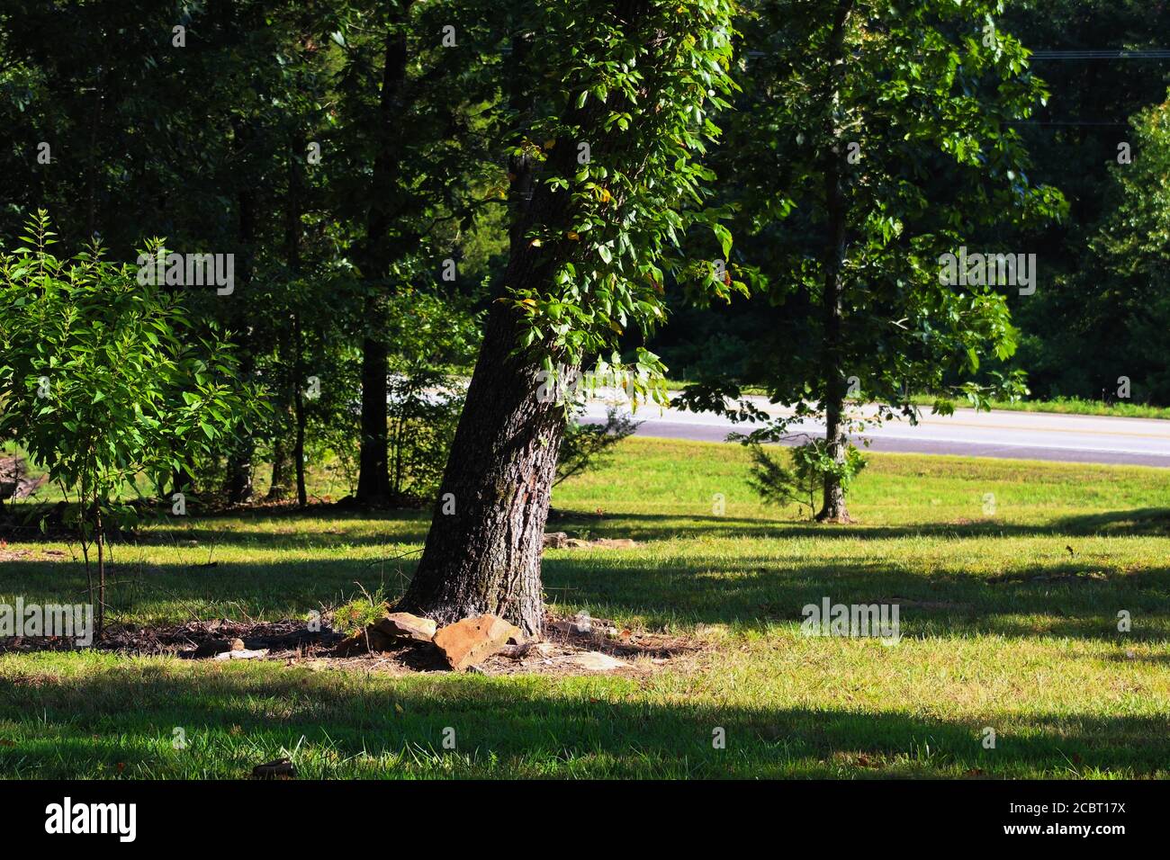 Ozark mountains oak tree hires stock photography and images Alamy