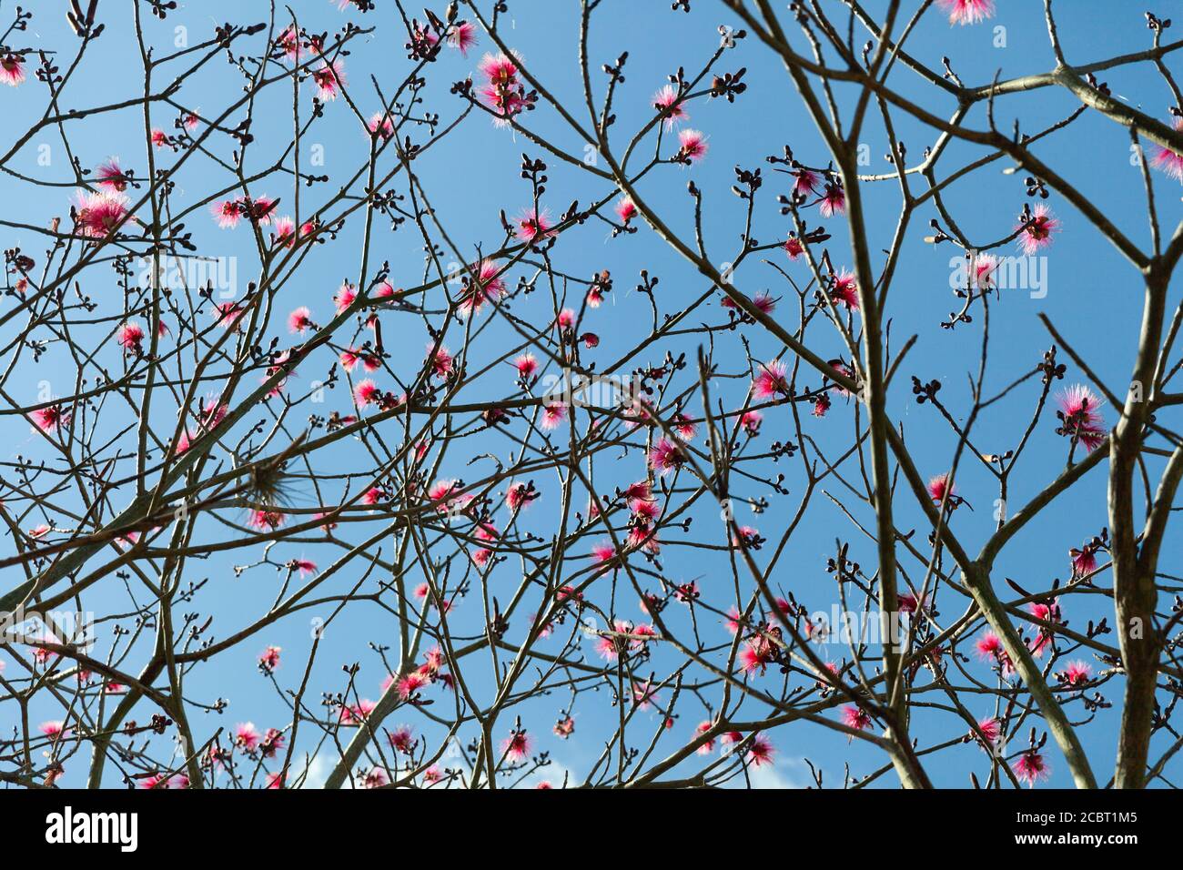 Shaving brush tree (Dr Seuss tree) pattern with blue sky on the background Stock Photo