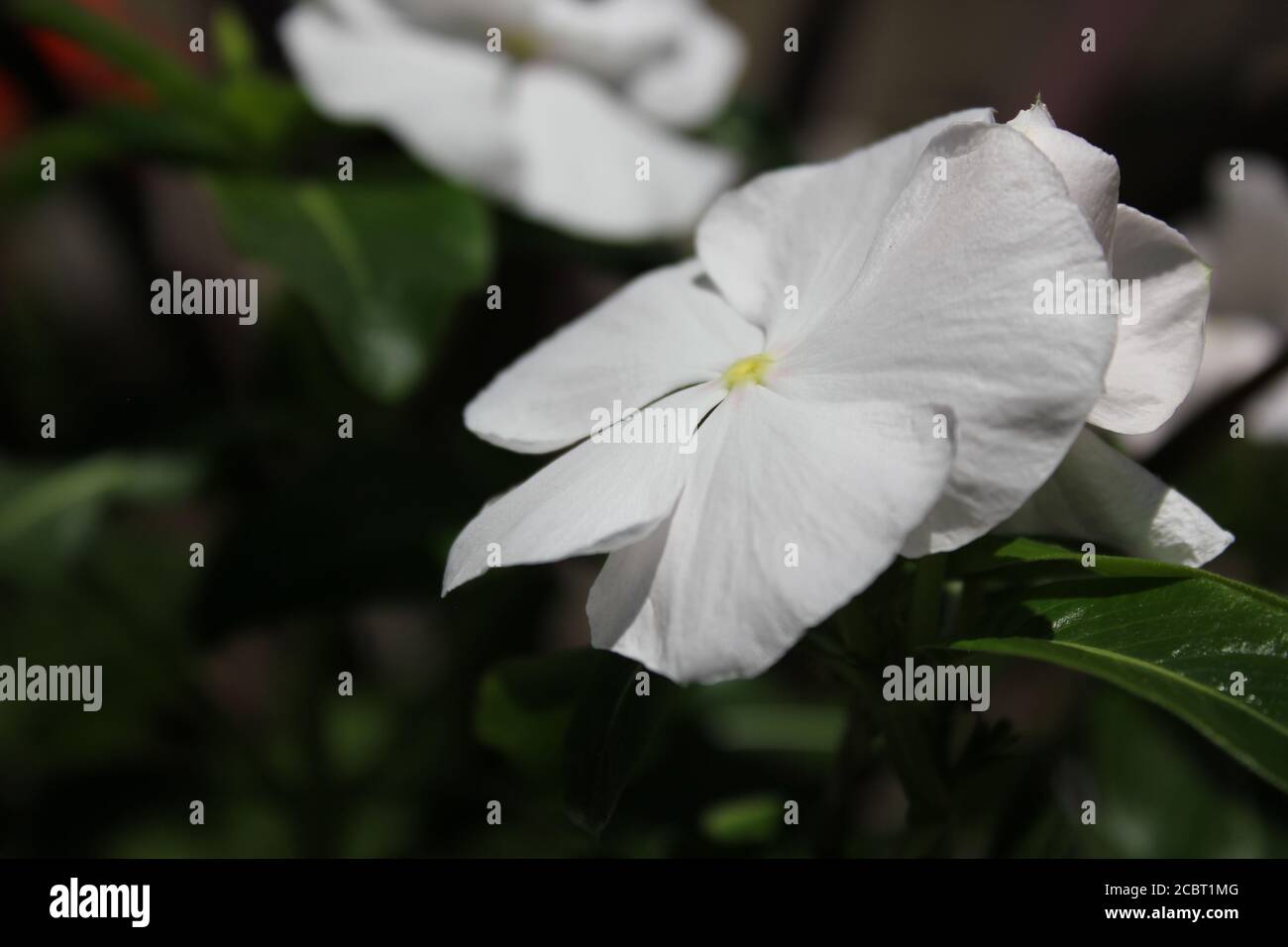 Perfect white impatiens, Lizzie, balsam, sultana flowers blooming in