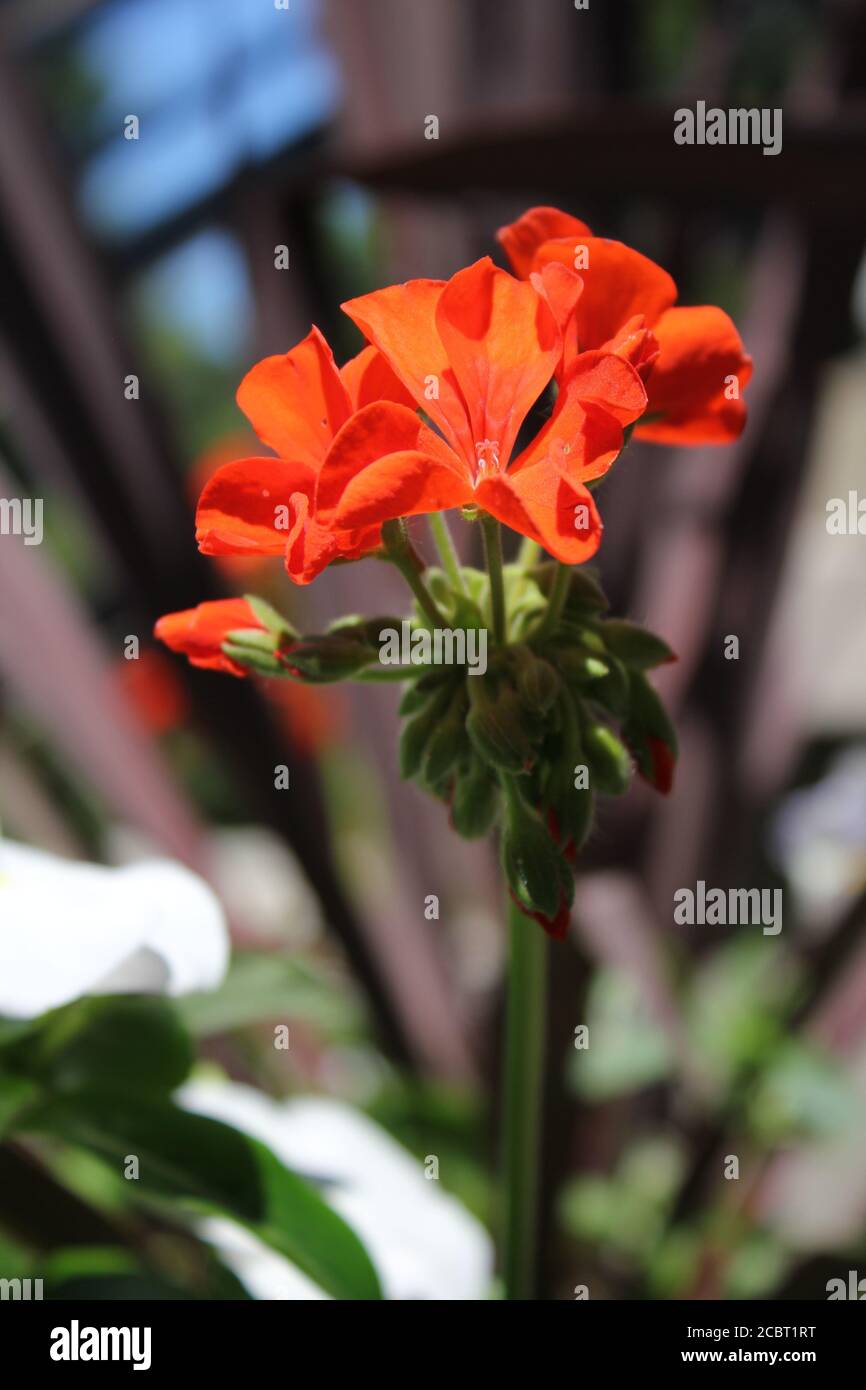 A bright orange geranium flower in full bloom Stock Photo Alamy