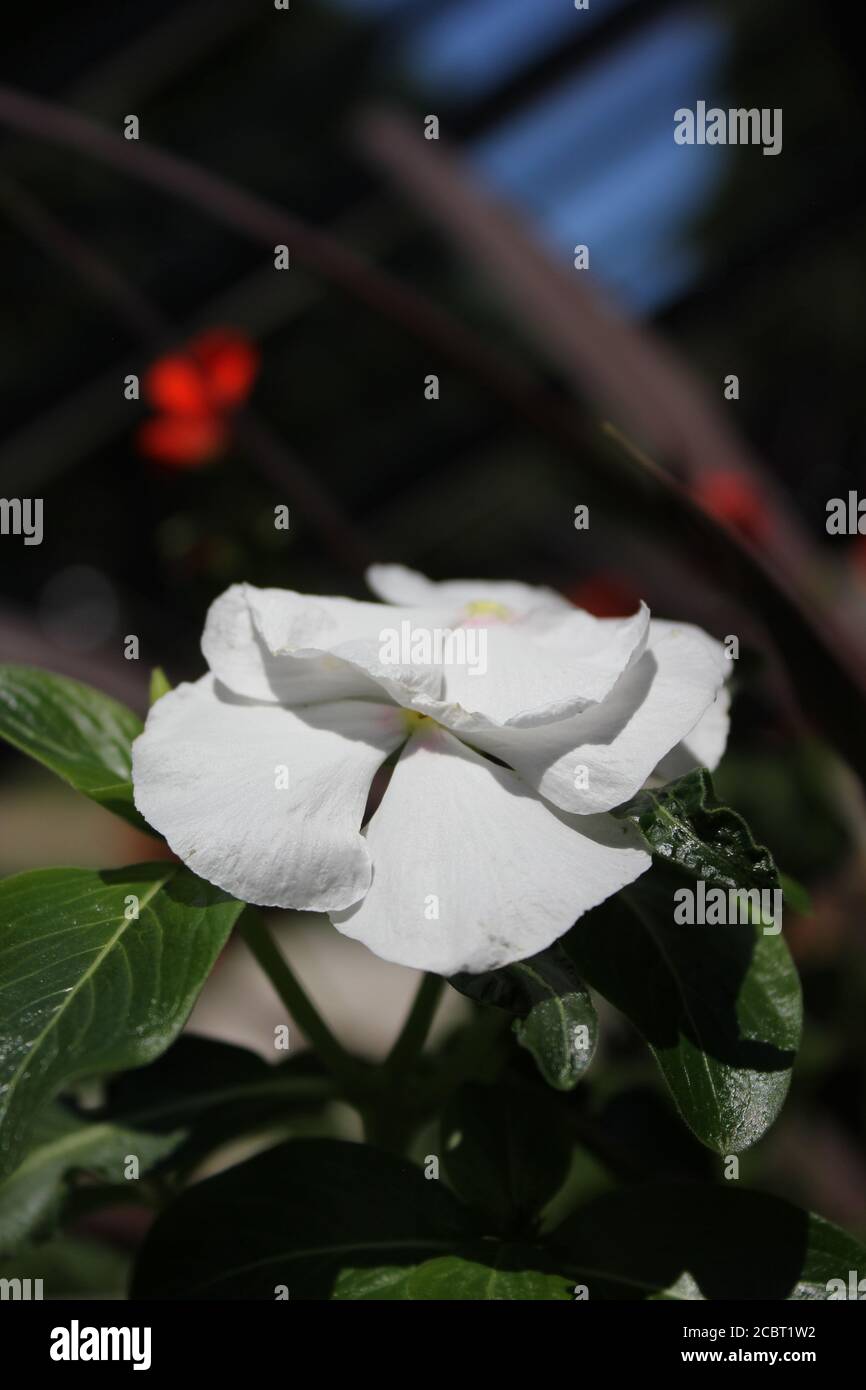 Perfect white impatiens, Lizzie, balsam, sultana flowers blooming in