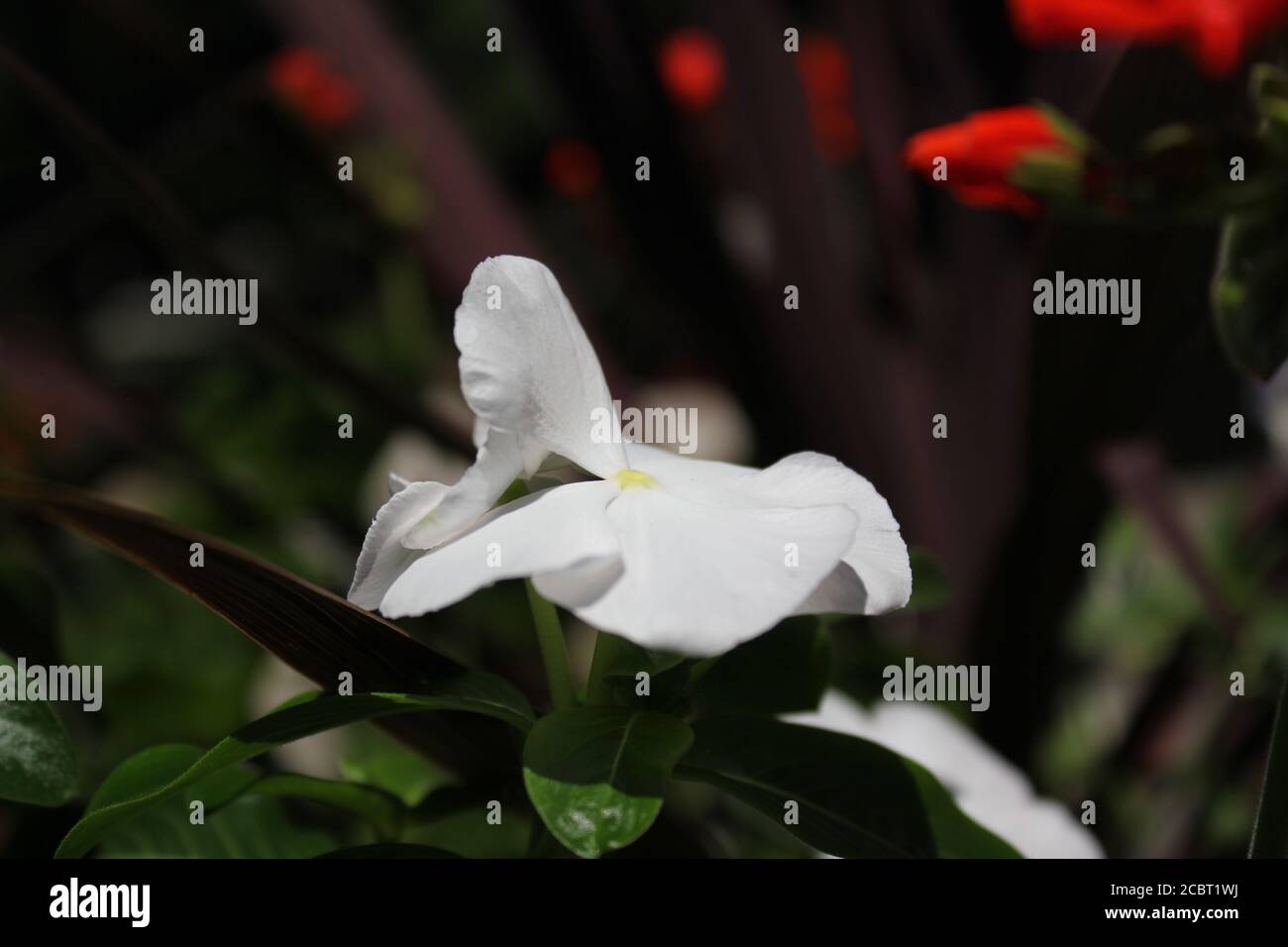 Perfect white impatiens, Lizzie, balsam, sultana flowers blooming in