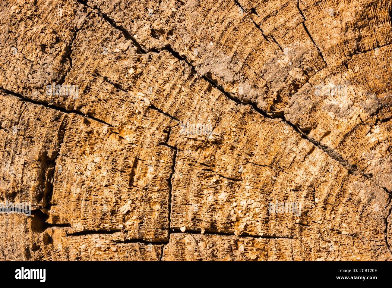 bright wood texture close-up with patterns of cracks and rough surface ...