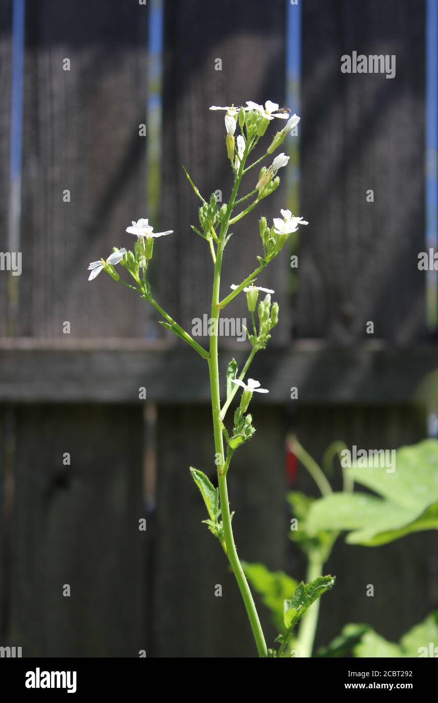 Radish character hires stock photography and images Alamy