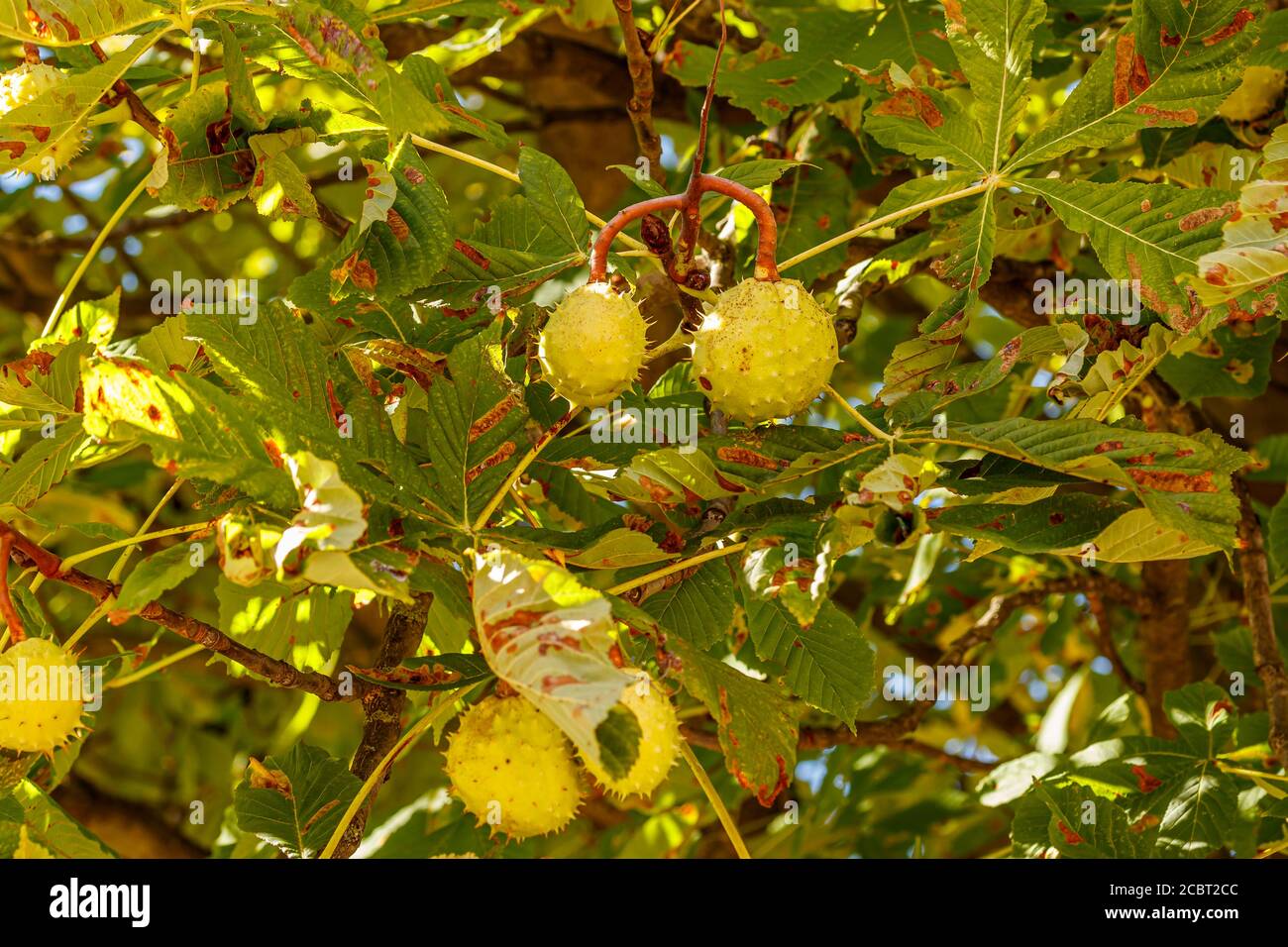 Goldyellow horse chestnut on a branch outdoors Stock Photo Alamy