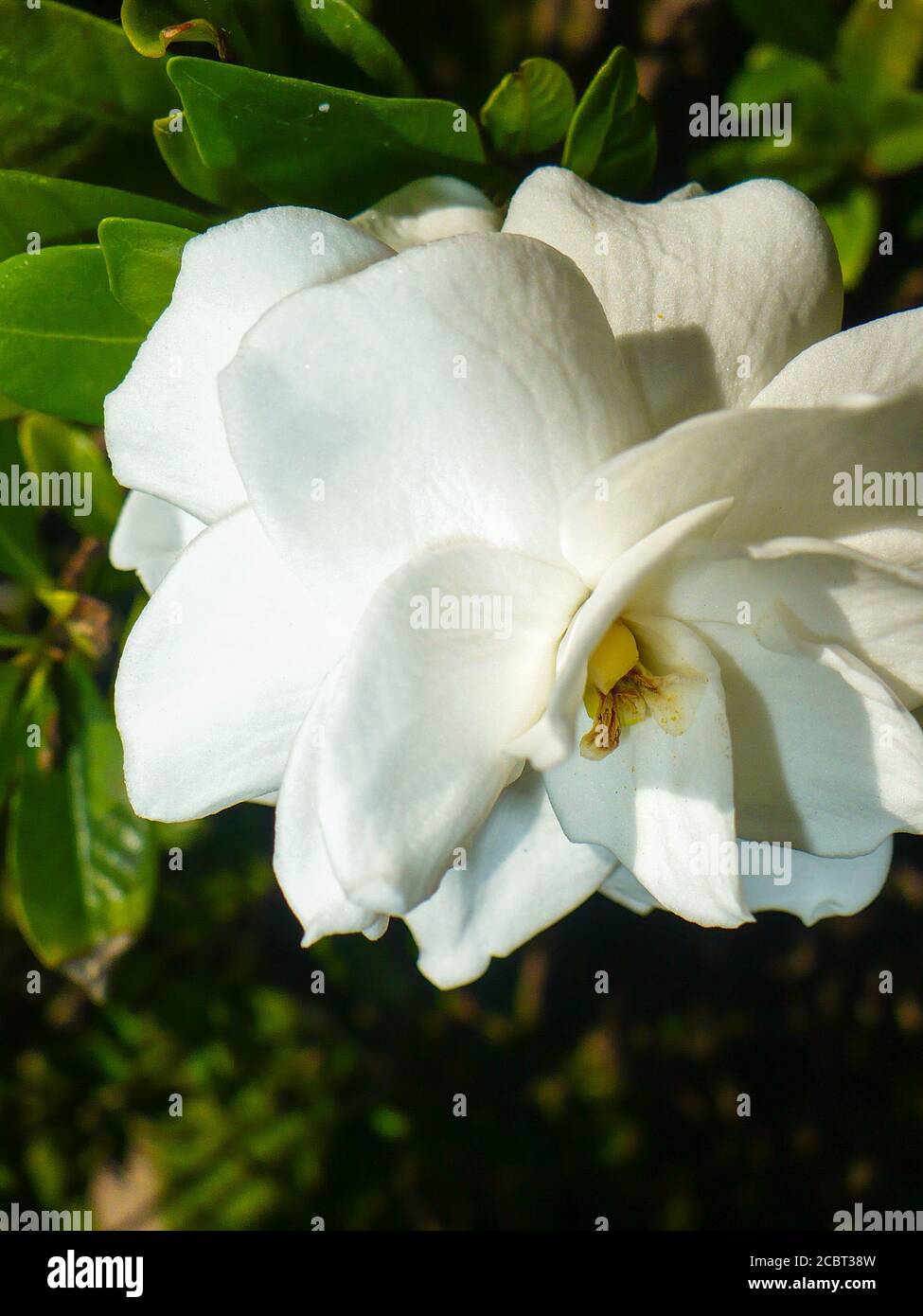 White jazmin flower Stock Photo