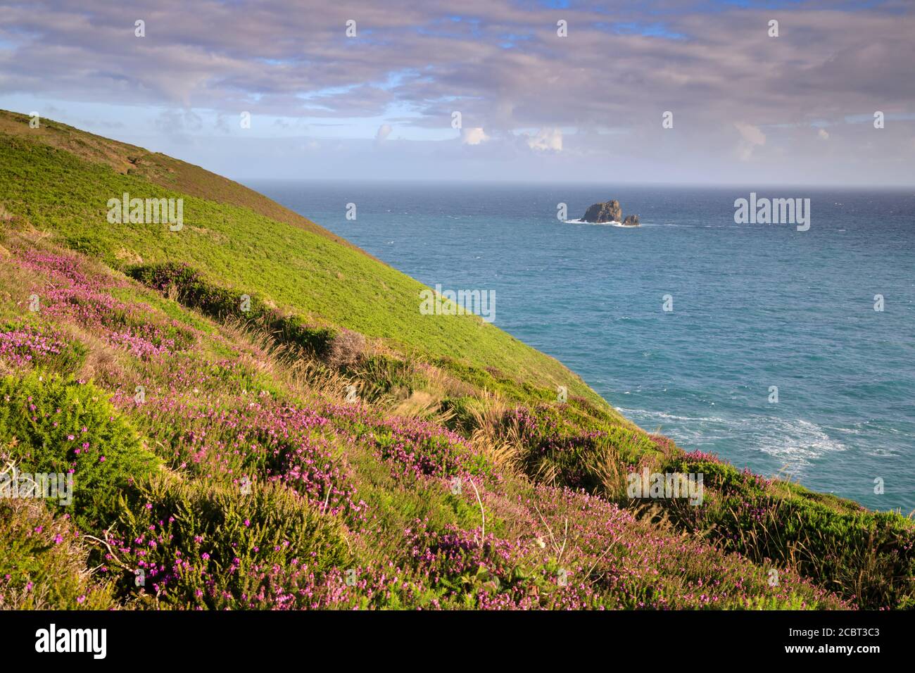 Cow and Calf Rocks in Cornwall captured from the South West Coast Path to the east of St Agnes Head in Cornwall on a morning when the heather was in Stock Photo