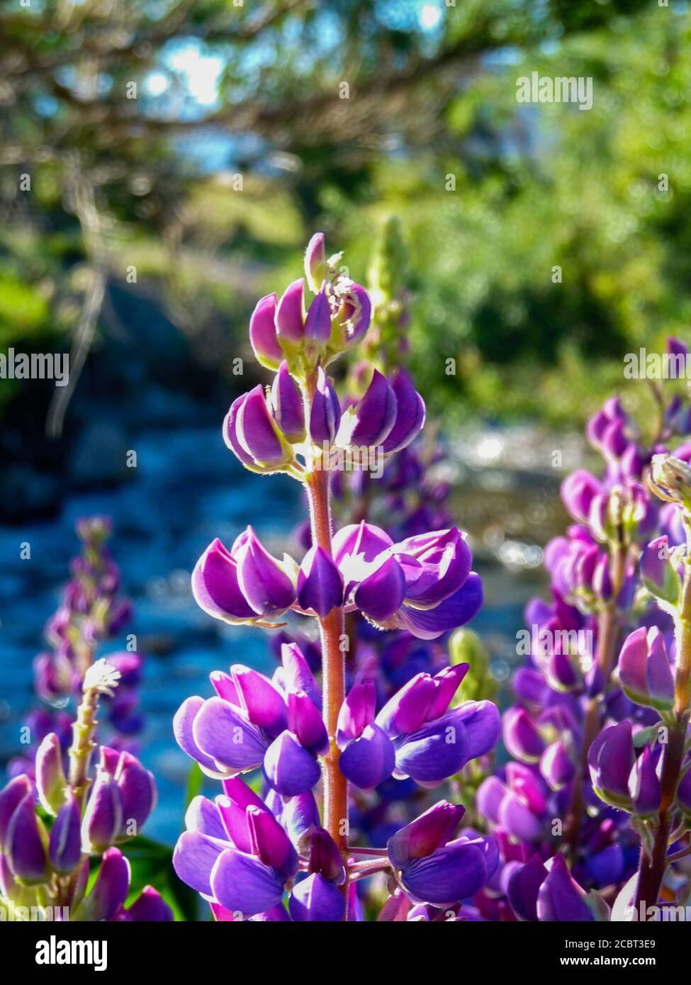 purple flowers in the patagonia Stock Photo