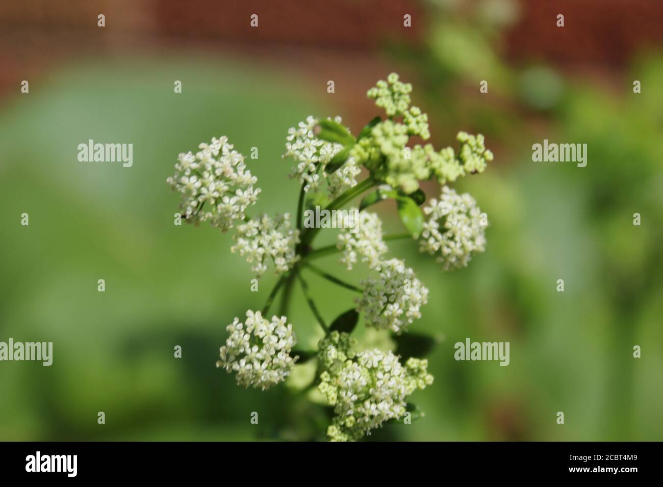 Celery Growing Home High Resolution Stock Photography and Images Alamy