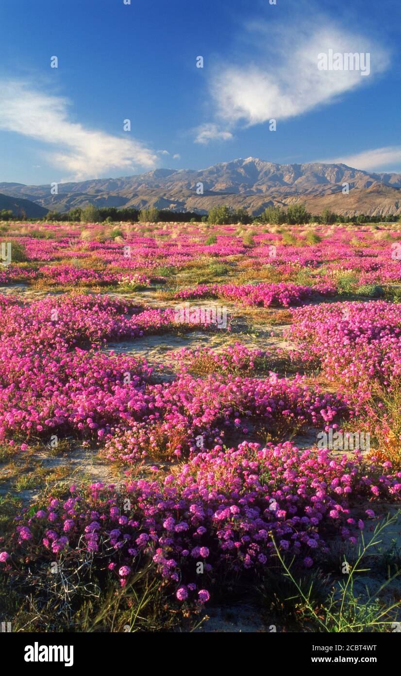 Field of violet sandverbenas Sand Verbena flowers in California Anza Borrego desert Stock Photo