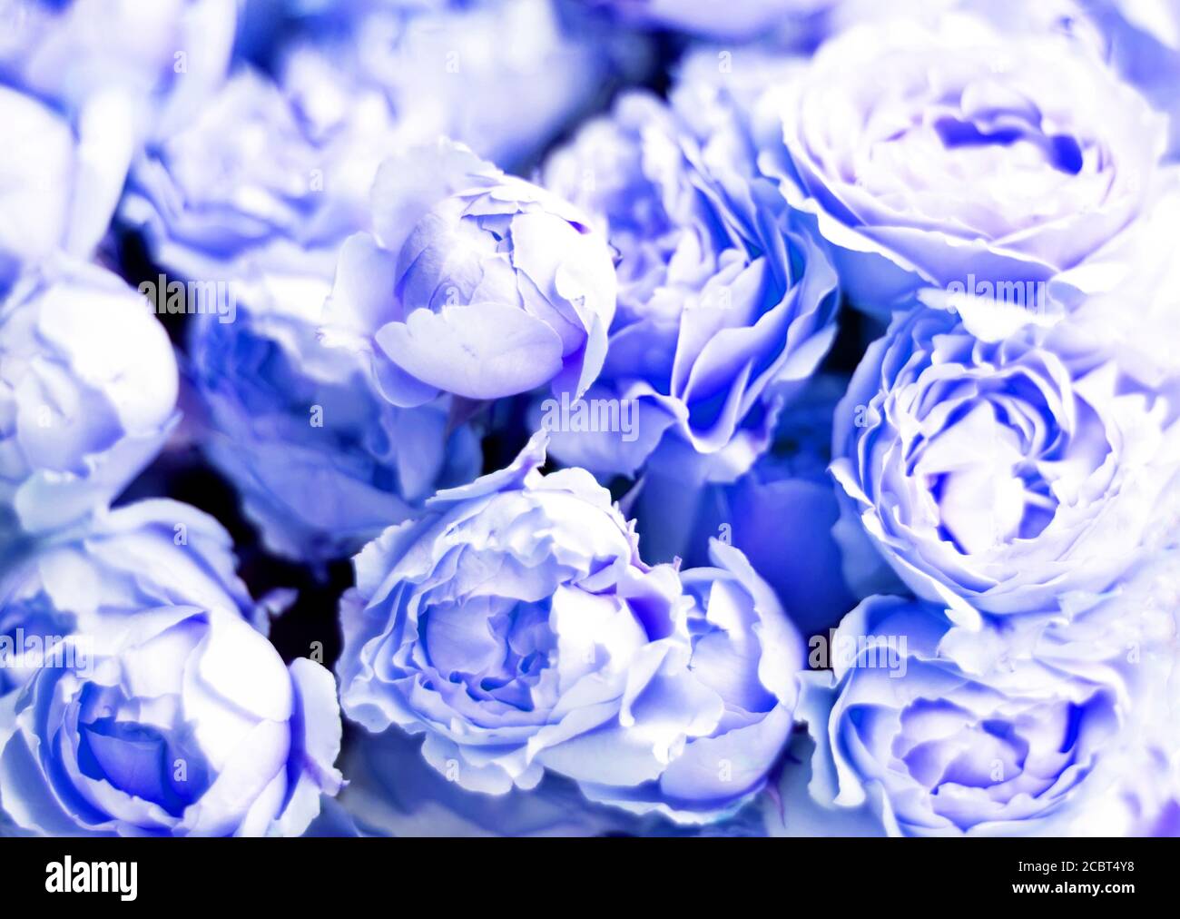 Bouquet of peony roses of juliet. Floral background on blue color. Stock Photo