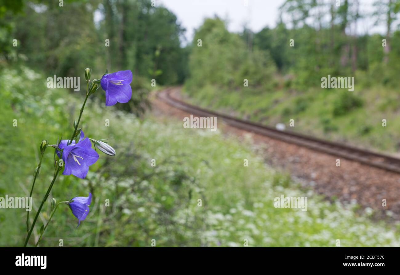 Close-up of peach-leaved bellflower blooms on railway line background. Campanula persicifolia. Blue-purple flower and monorail track in forest scenery. Stock Photo