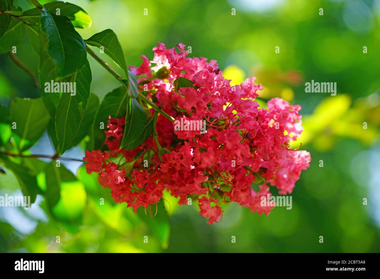 Pink flower clusters of a crape myrtle tree (lagerstroemia) in bloom in summer Stock Photo Alamy