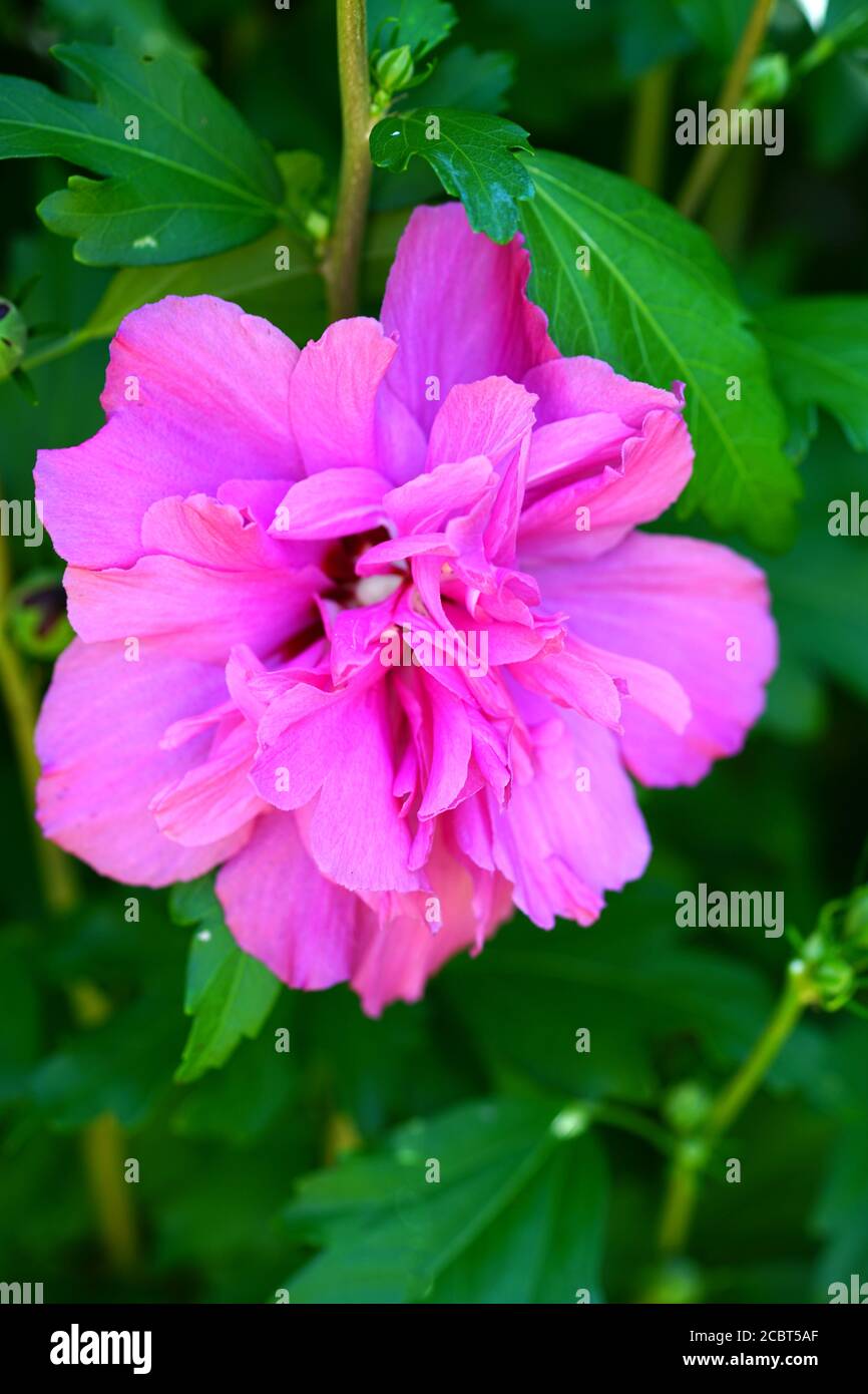 Pink Rose of Sharon hibiscus syriacus double ruffled flower in bloom ...
