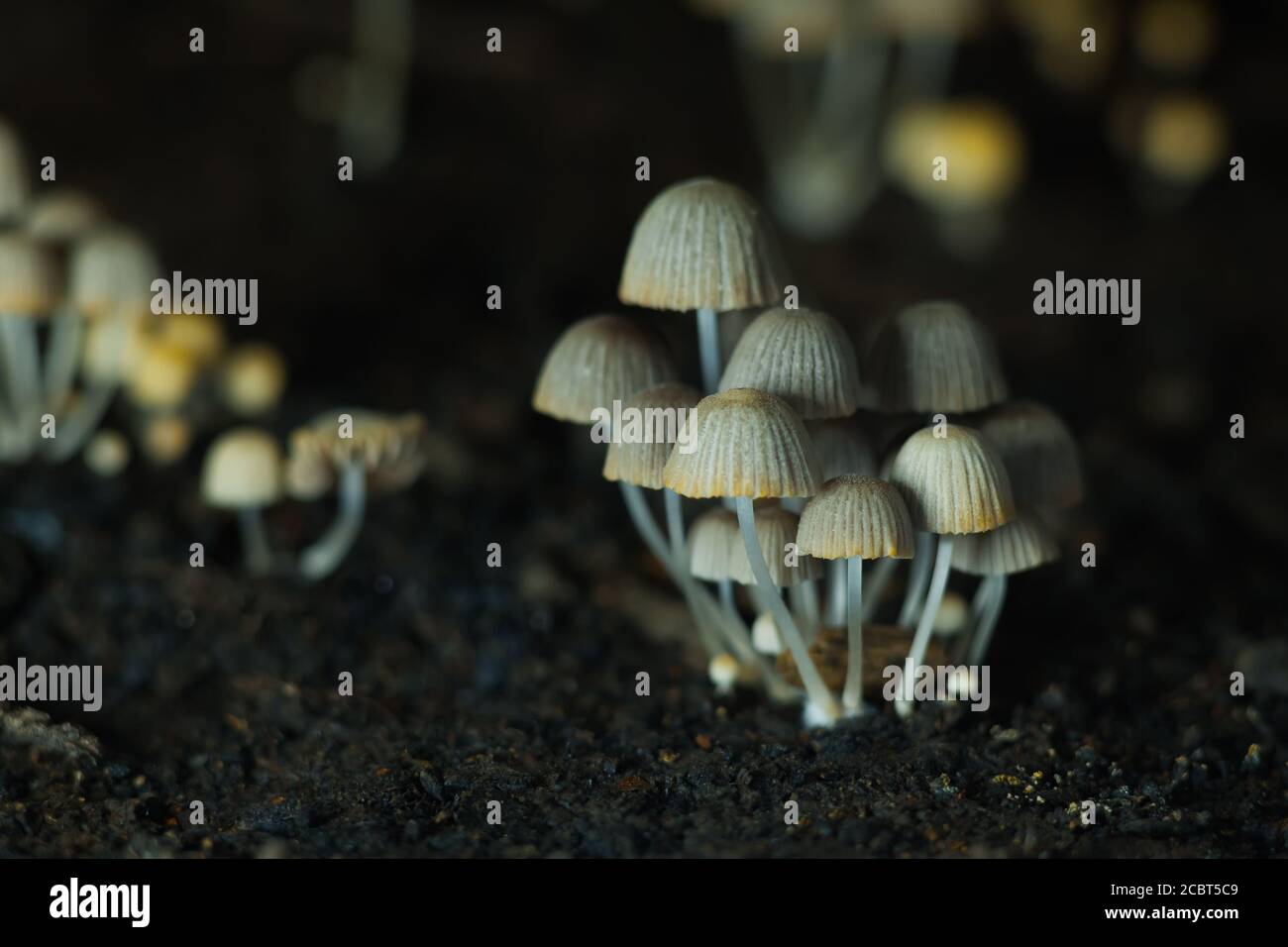 Small mushrooms toadstools Stock Photo - Alamy
