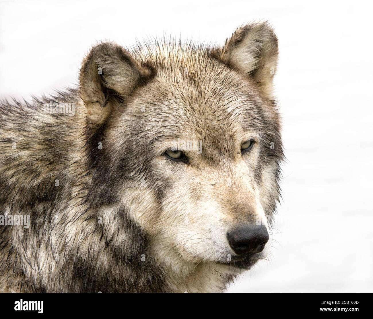 Wolf Head Icon High Resolution Stock Photography and Images - Alamy