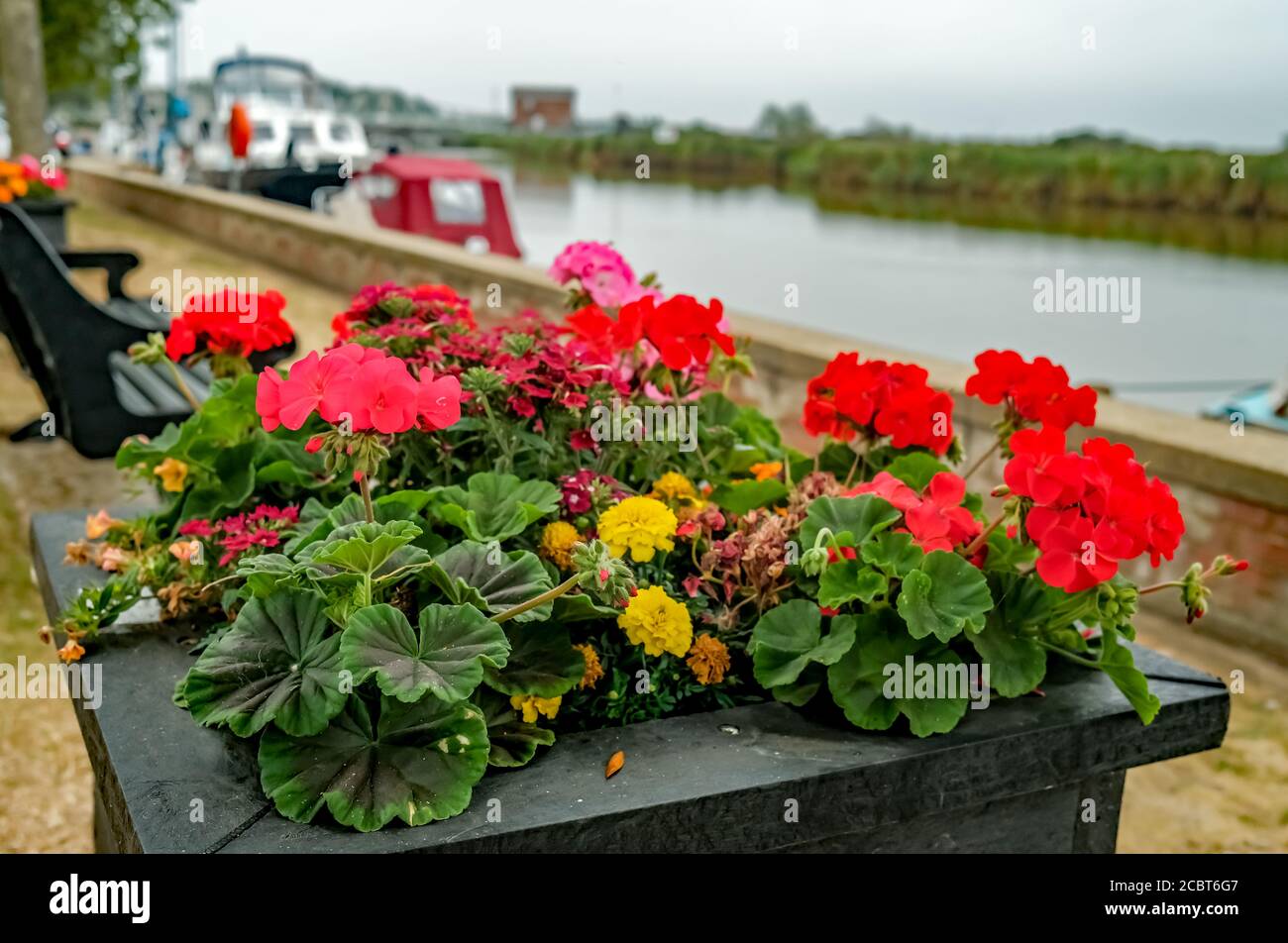 A close up and selective focus on pretty flowers in a planter on the side of the River Yare in the village of Reedham in the Norfolk Broads National P Stock Photo