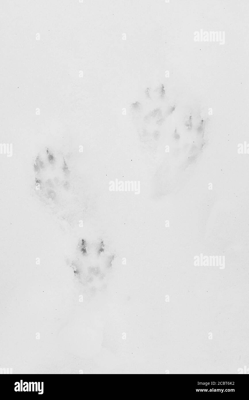 Squirrel tracks snow hires stock photography and images Alamy