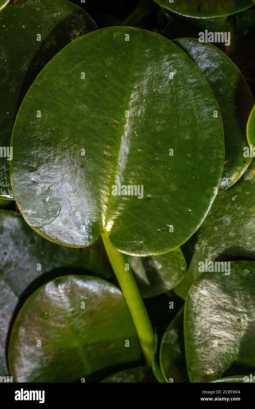 Leaves of Water Poppy (Hydrocleys nymphoides) Stock Photo
