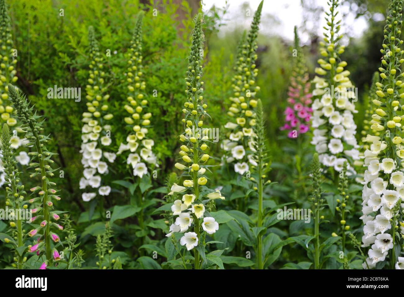 Flowerbed with Viburnum plicatum Summer Snowflake and Digitalis purpurea Alba Foxglove Stock Photo