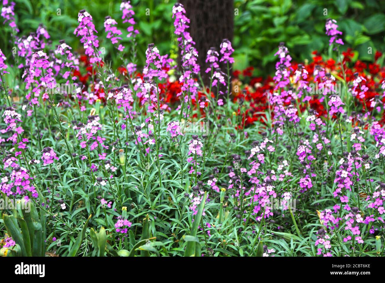 Flowerbed with Erysimum linifolium Bowles Mauve Perennial Wallflower on a spring day Stock Photo