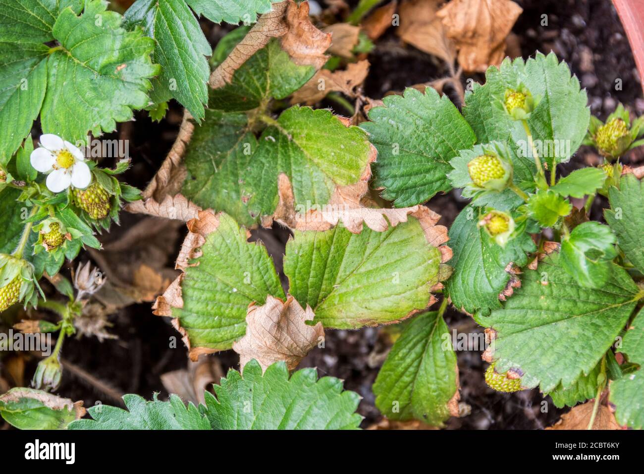 Strawberry wilt or Verticillium Wilt on Elsanta strawberry plants. Stock Photo