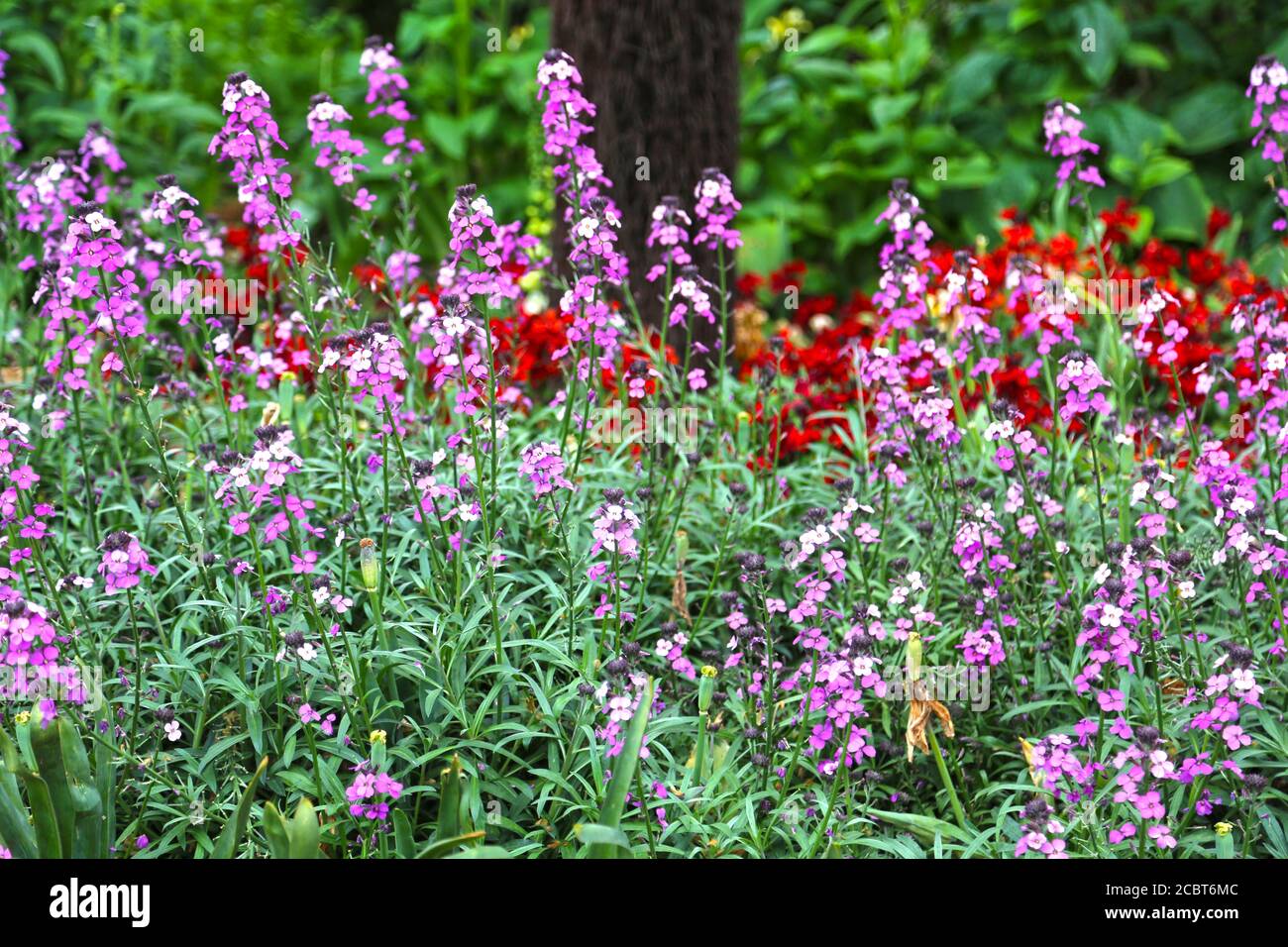 Flowerbed with Erysimum linifolium Bowles Mauve Perennial Wallflower on a spring day Stock Photo