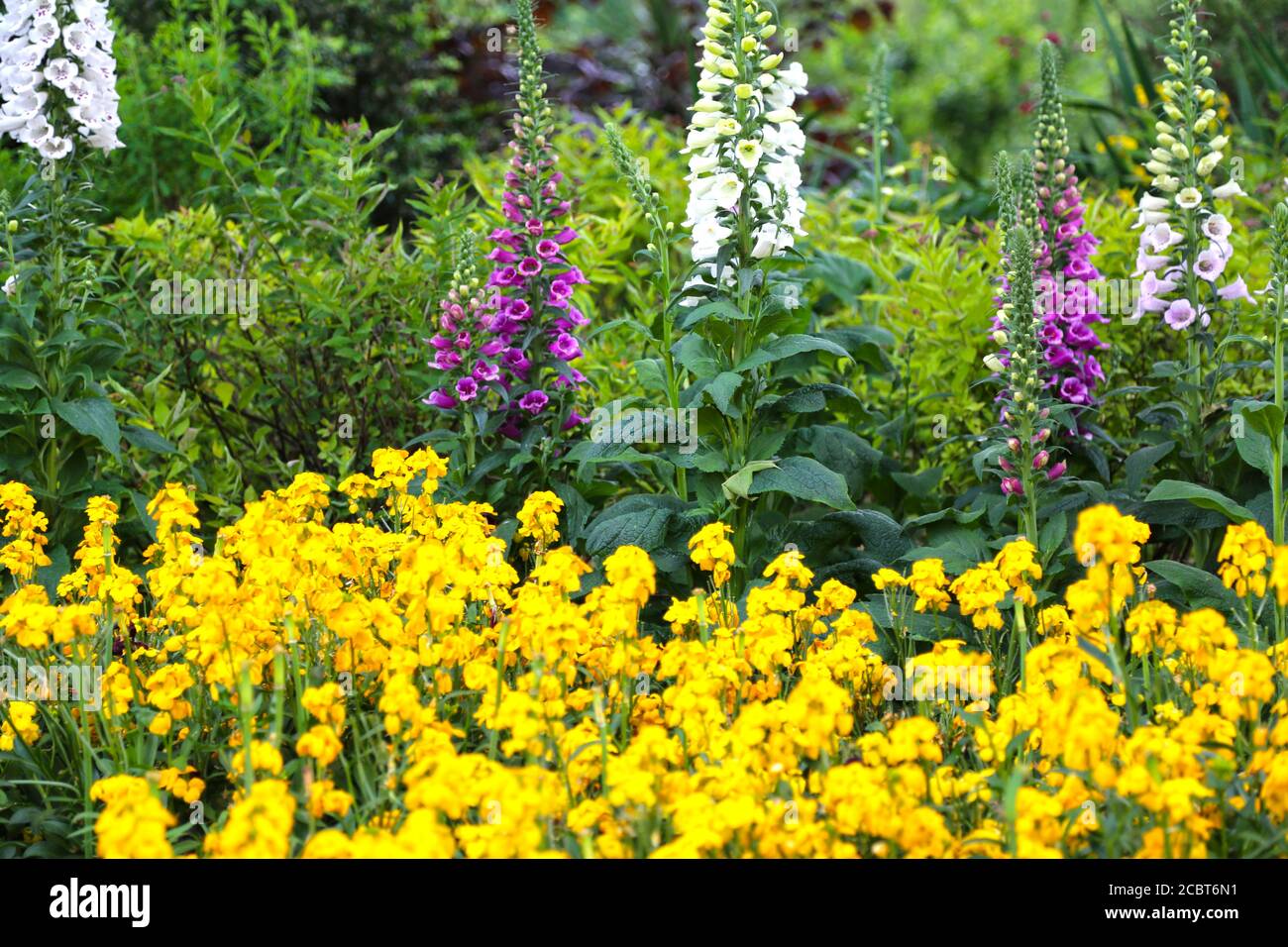 Flowerbed with Viburnum plicatum Summer Snowflake and Digitalis purpurea Alba Foxglove Stock Photo