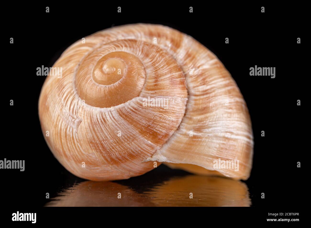 Empty vine snail shell. The shell protects the swordfish from the