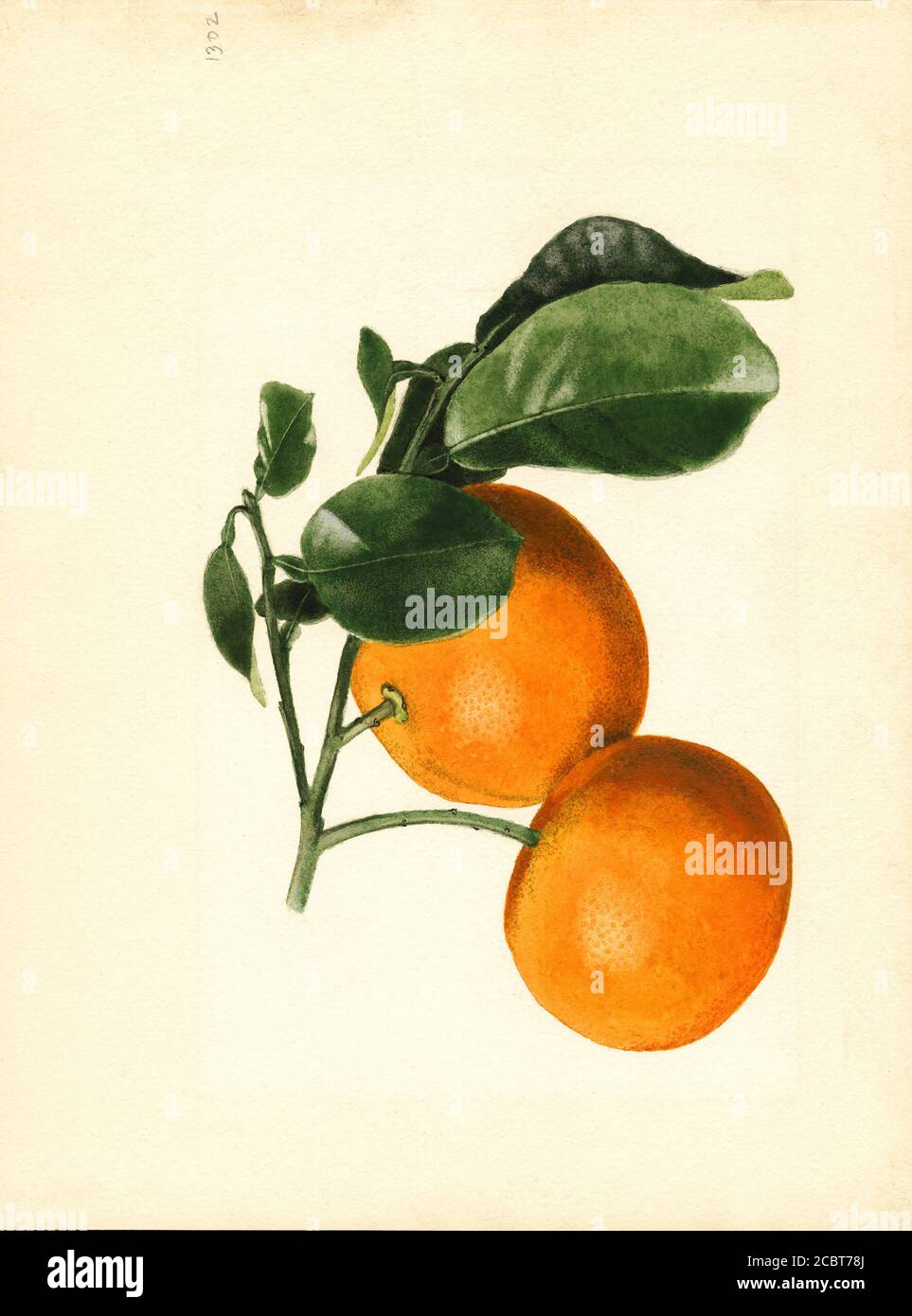 Two Oranges on Branch, Citrus aurantium, Hawthorne, Alachua County, Florida, USA, Watercolor Illustration by James Marion Shull, U.S. Department of Agriculture Pomological Watercolor Collection, 1923 Stock Photo