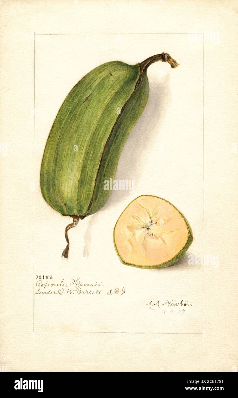 Banana, Popoulu Hawaii variety, Musa, Watercolor Illustration by Amanda Almira Newton, U.S. Department of Agriculture Pomological Watercolor Collection, 1907 Stock Photo
