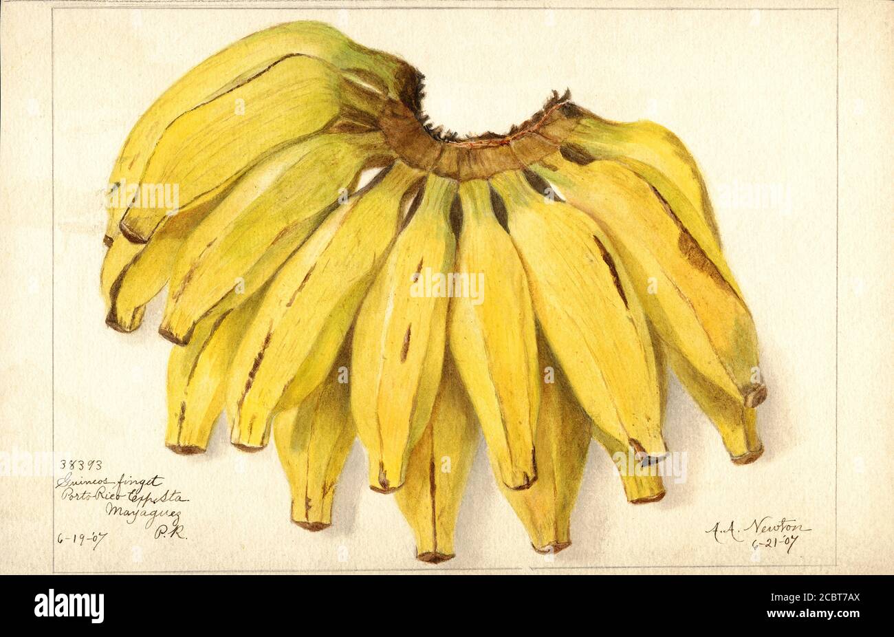 Bananas, Guincot Finget variety, Musa, Mayaguez, Puerto Rico, Watercolor Illustration by Amanda Almira Newton, U.S. Department of Agriculture Pomological Watercolor Collection, 1907 Stock Photo