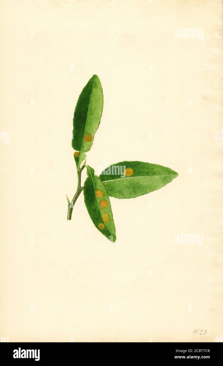 Bitter Orange, probably Sour Orange, Sprout from Small Tree, Citrus aurantium, Houston, Harris County, Texas, USA, Watercolor Illustration by James Marion Shull, U.S. Department of Agriculture Pomological Watercolor Collection, 1928 Stock Photo